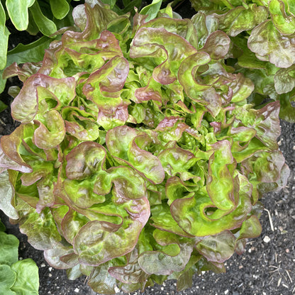 Bio-Eichblattsalat "Bijella"