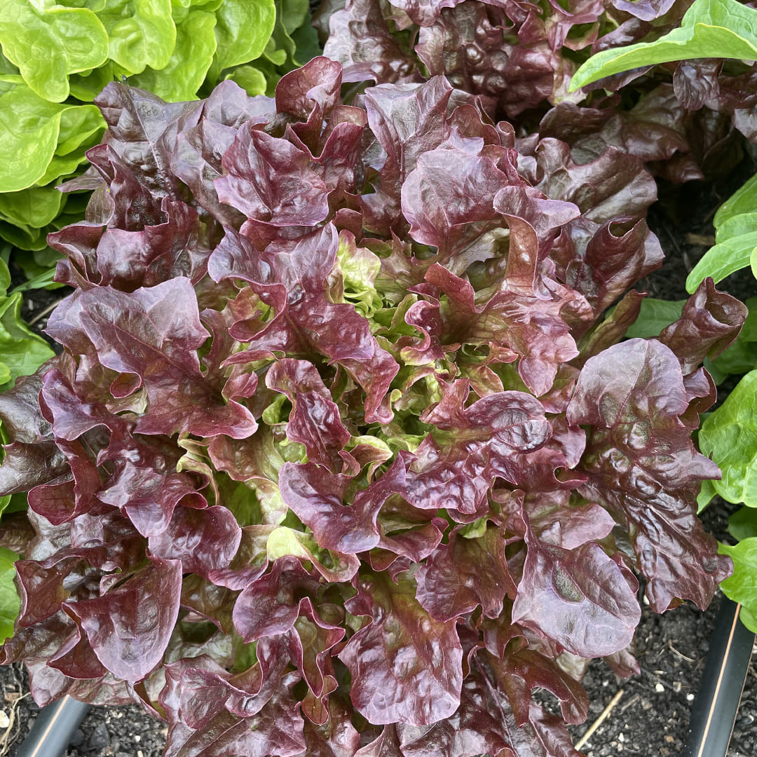 Bio-Eichblattsalat "Rob"