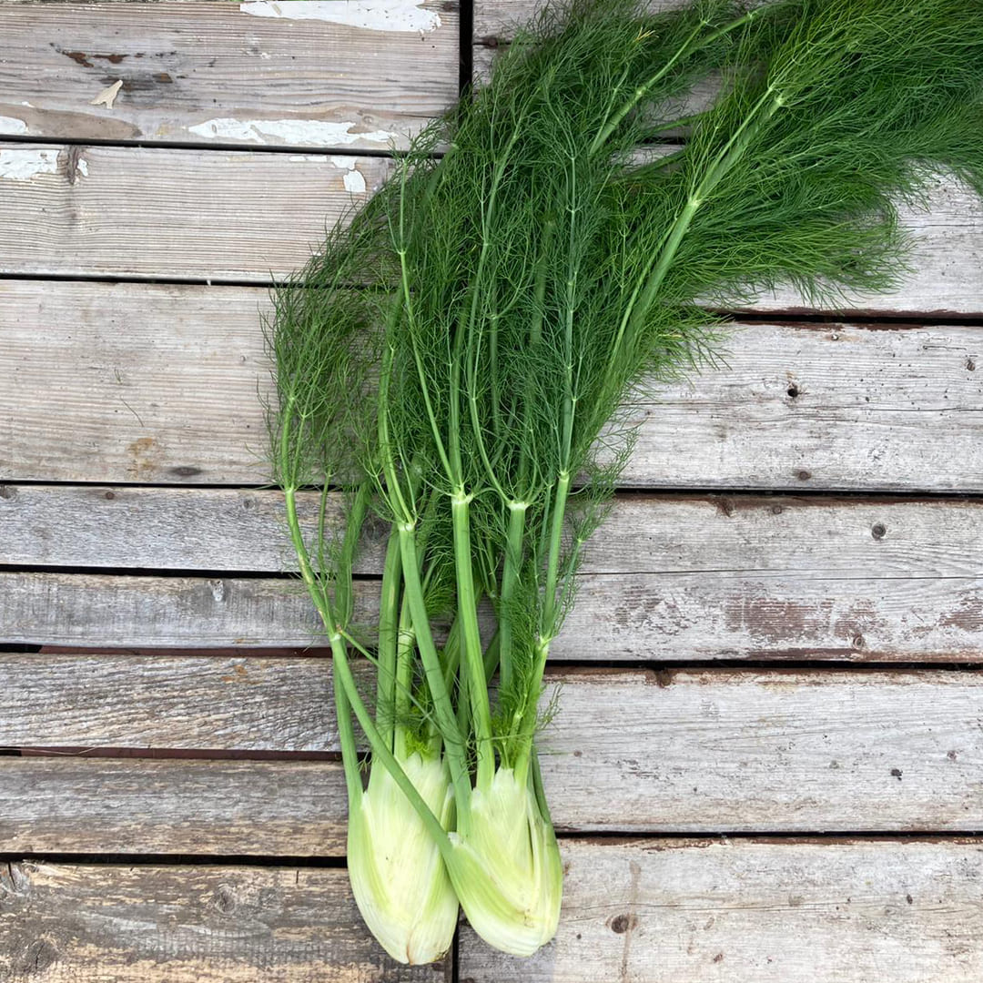 Bio-Jungpflanze Fenchel Fenno, 6er-Schale