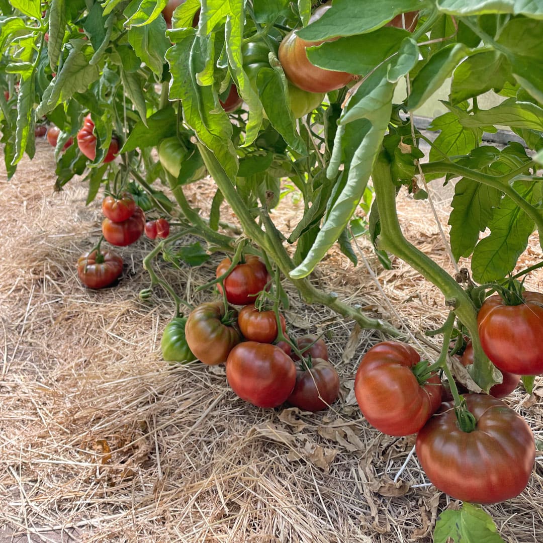 Bio-Jungpflanze Fleischtomate Black from Tula