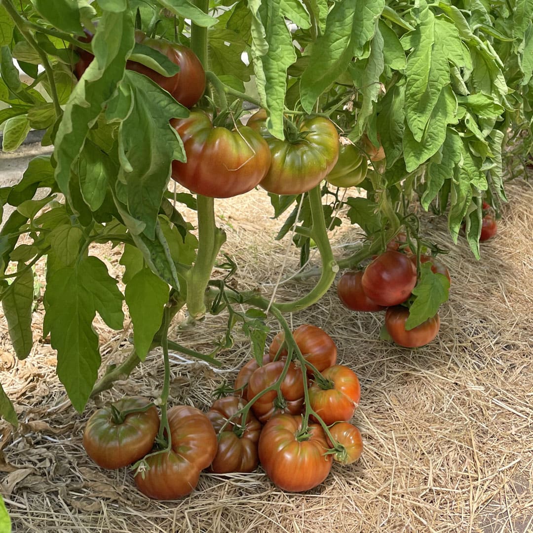 Bio-Jungpflanze Fleischtomate Black from Tula