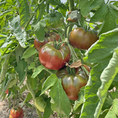 Bio-Jungpflanze Fleischtomate Black from Tula