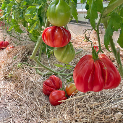 Bio-Jungpflanze Fleischtomate Malea