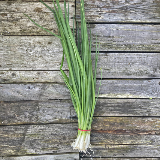 Bio-Frühlingszwiebeln