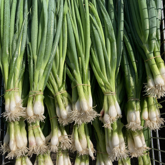 Bio-Jungpflanze Frühlingszwiebel Ishikura Long White, 6er-Schale