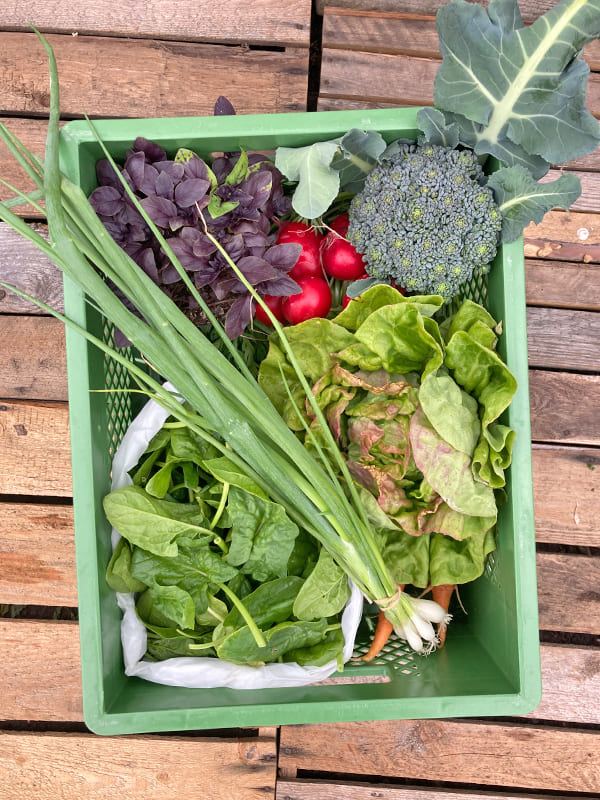 Bio-Gemüsekiste "Überraschungs-Box"