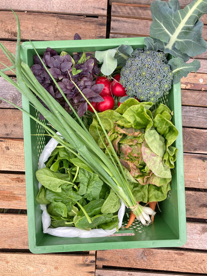 Bio-Gemüsekiste "Überraschungs-Box"