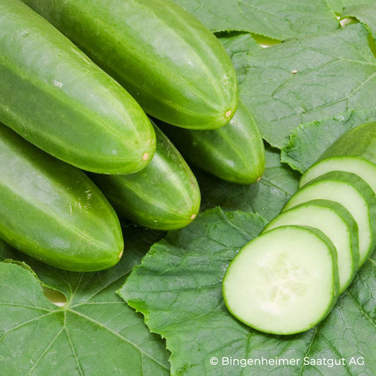 Bio-Jungpflanze Salatgurke Persika