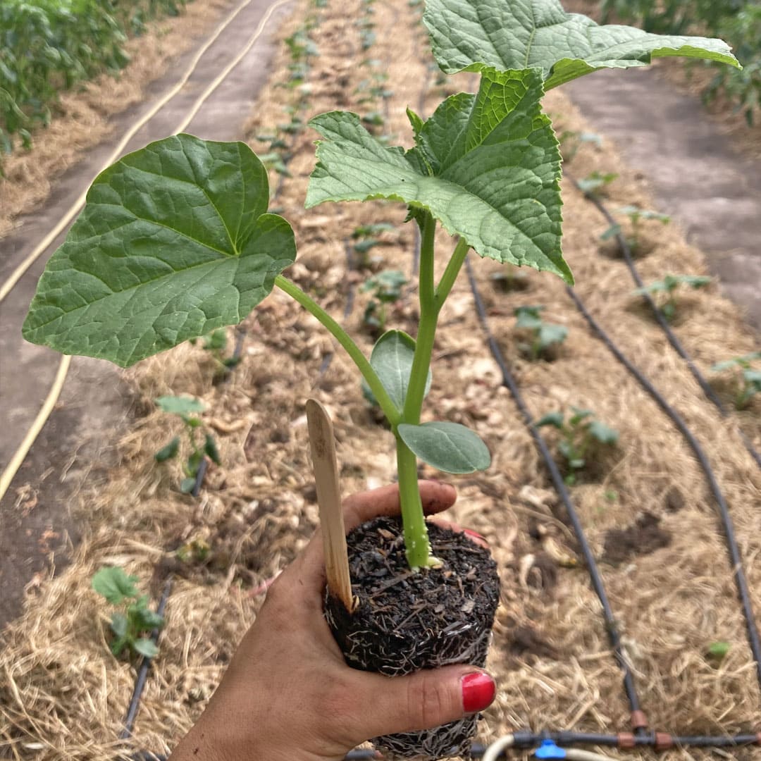 Bio-Jungpflanze Salatgurke Persika