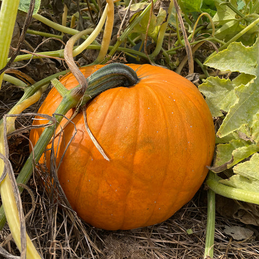 Reifer Halloweenkürbis Jack o'Lantern