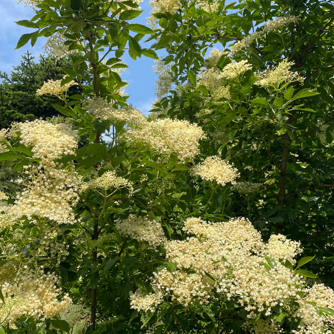 Bio-Blüten Holunderblüten, essbare Blüten, 10 Stück