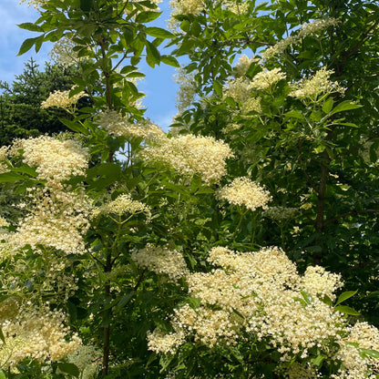 Bio-Blüten Holunderblüten, essbare Blüten, 10 Stück