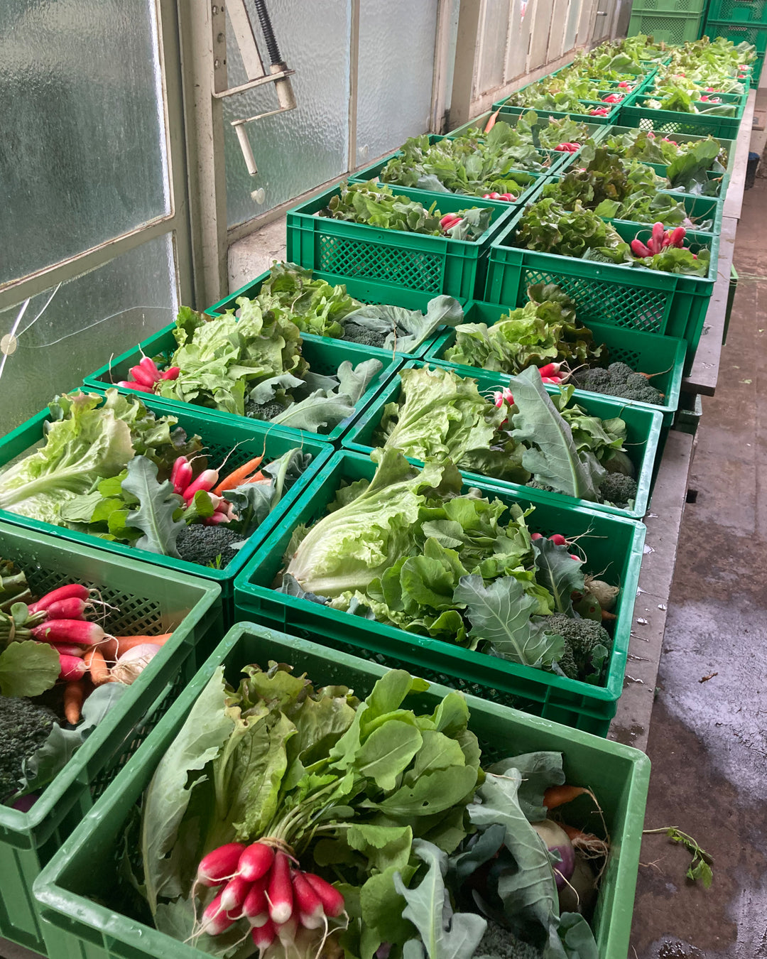 Bio-Gemüsekiste "Überraschungs-Box"