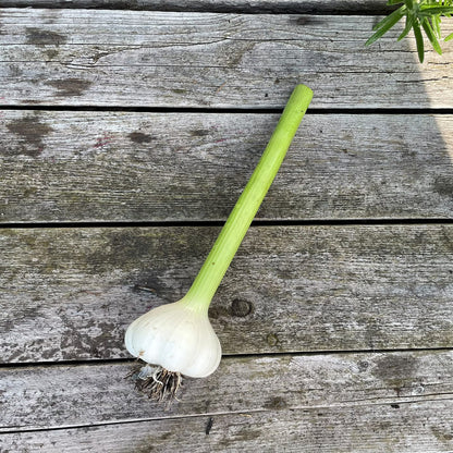 Bio-Knoblauch "Vallelado"