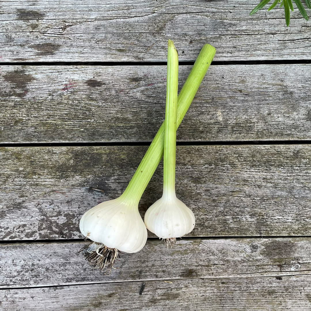 Bio-Knoblauch "Vallelado"
