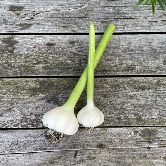 Bio-Knoblauch "Vallelado"