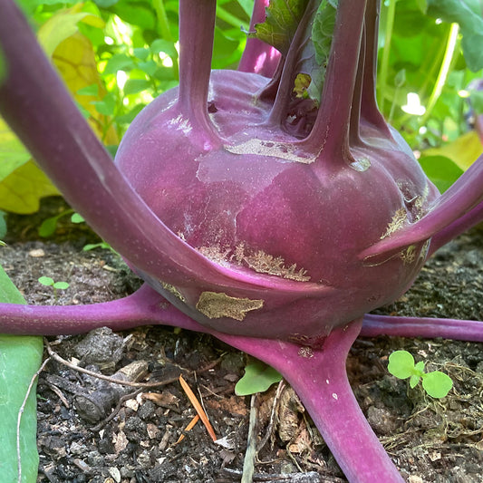 Bio-Jungpflanze Kohlrabi Azur Star, 6er-Schale