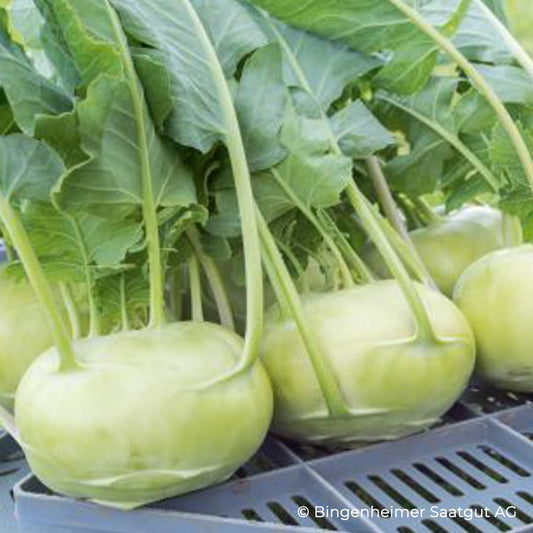 Bio-Jungpflanze Kohlrabi Fridolin