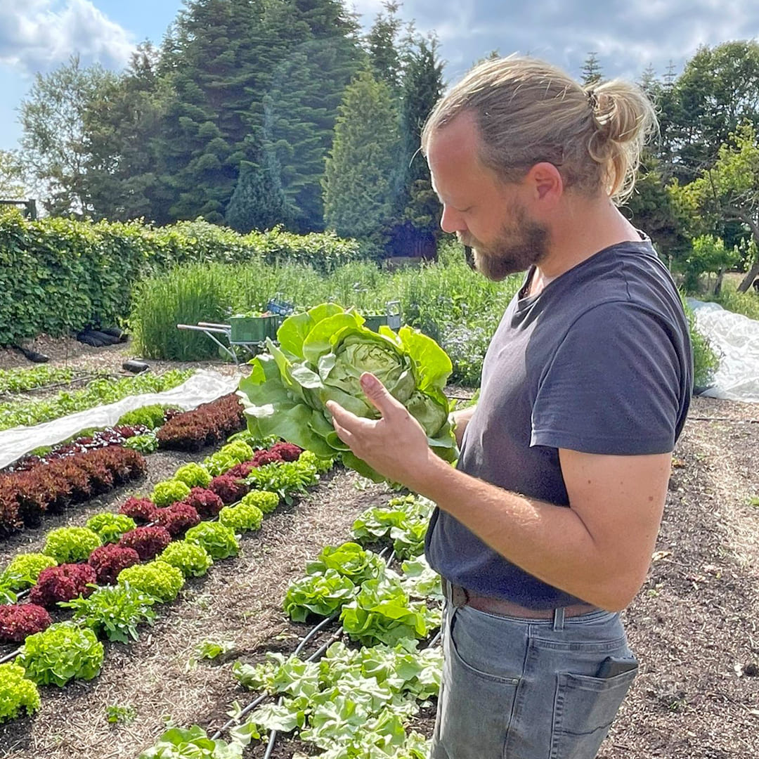 Phillip erntet Kopfsalat Adinal