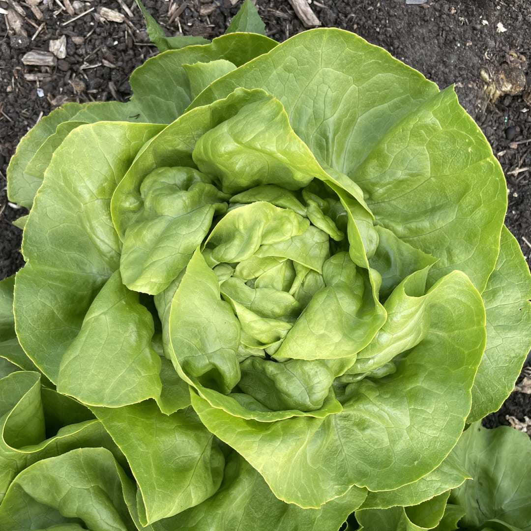 Bio-Kopfsalat