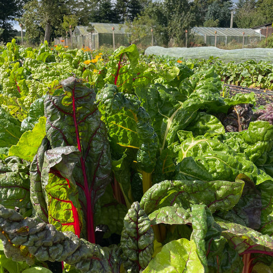 Erntereifer Mangold Rainbow im Beet