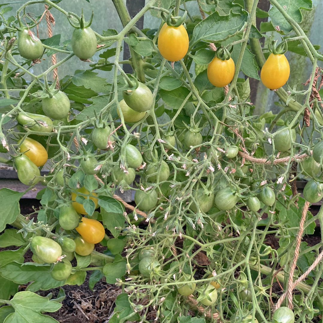 Freilandtomate mit Multiflorarispen und gelben Früchten