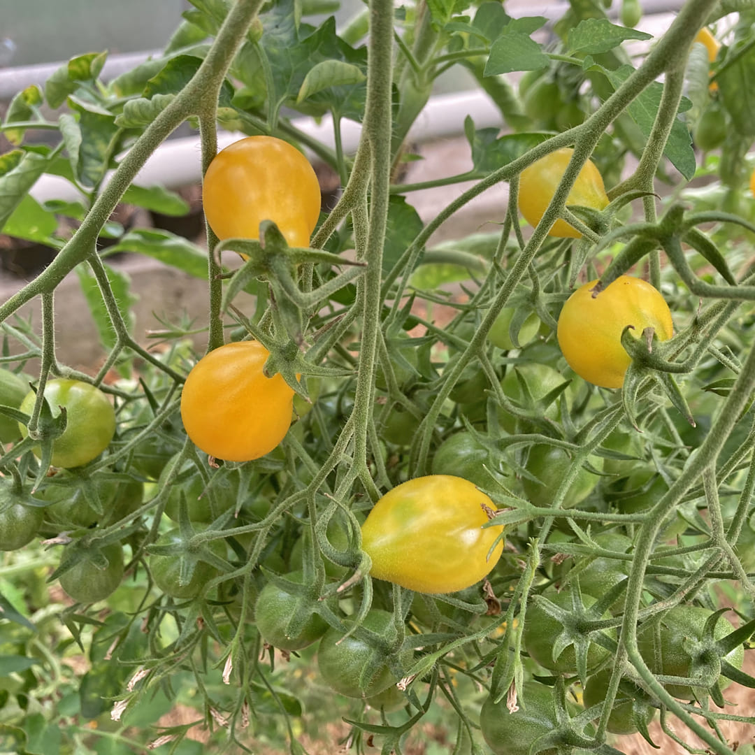 Multifloratomate mit ovalen gelben Früchten