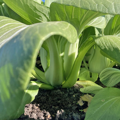 Pak Choi Yorokobi im Beet