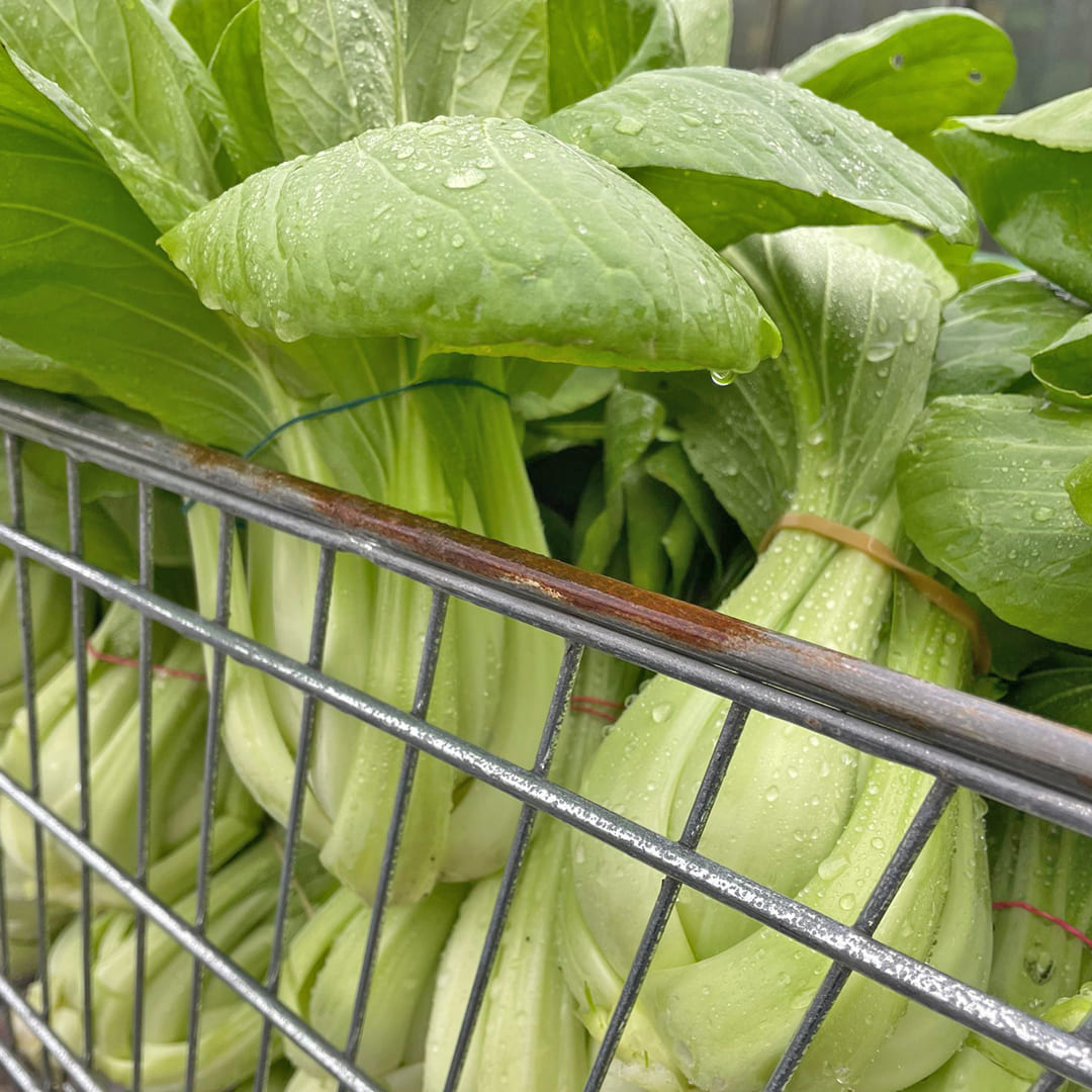 Gewaschene Pak Choi Ernte 