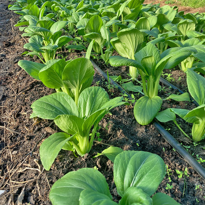 Pak Choi Yorokobi im Beet