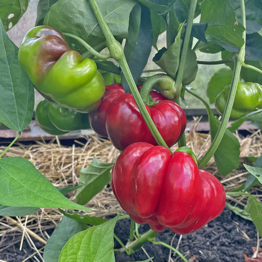 Rote Paprika Liebesapfel