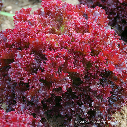 Roter Lollosalat Lollo Rossa