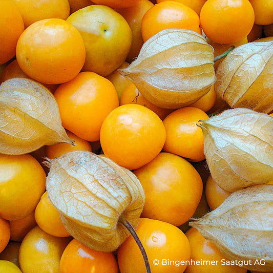 Physalisfrüchte Schönbrunner Gold