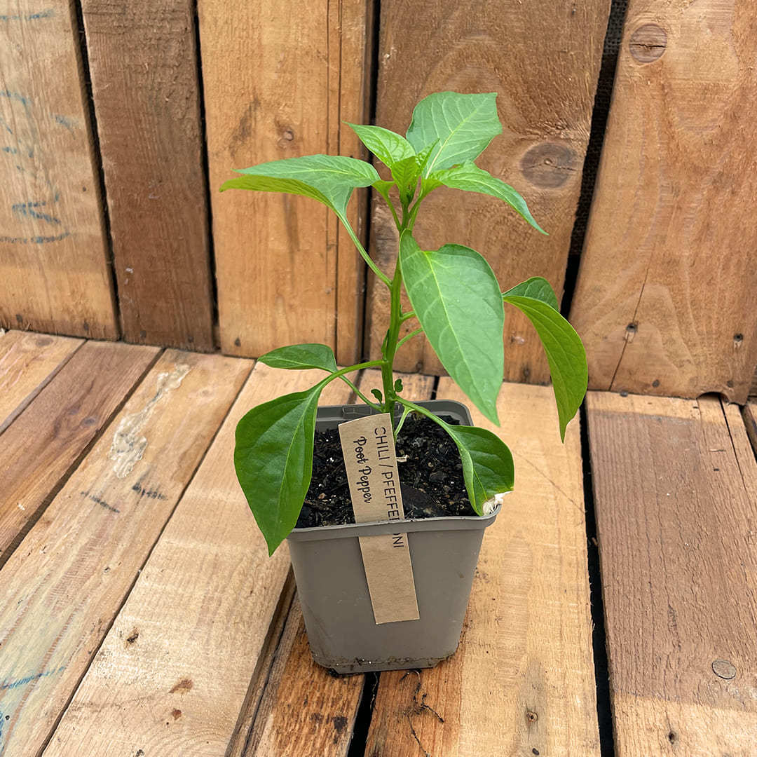 Bio-Chilipflanze Poot Pepper