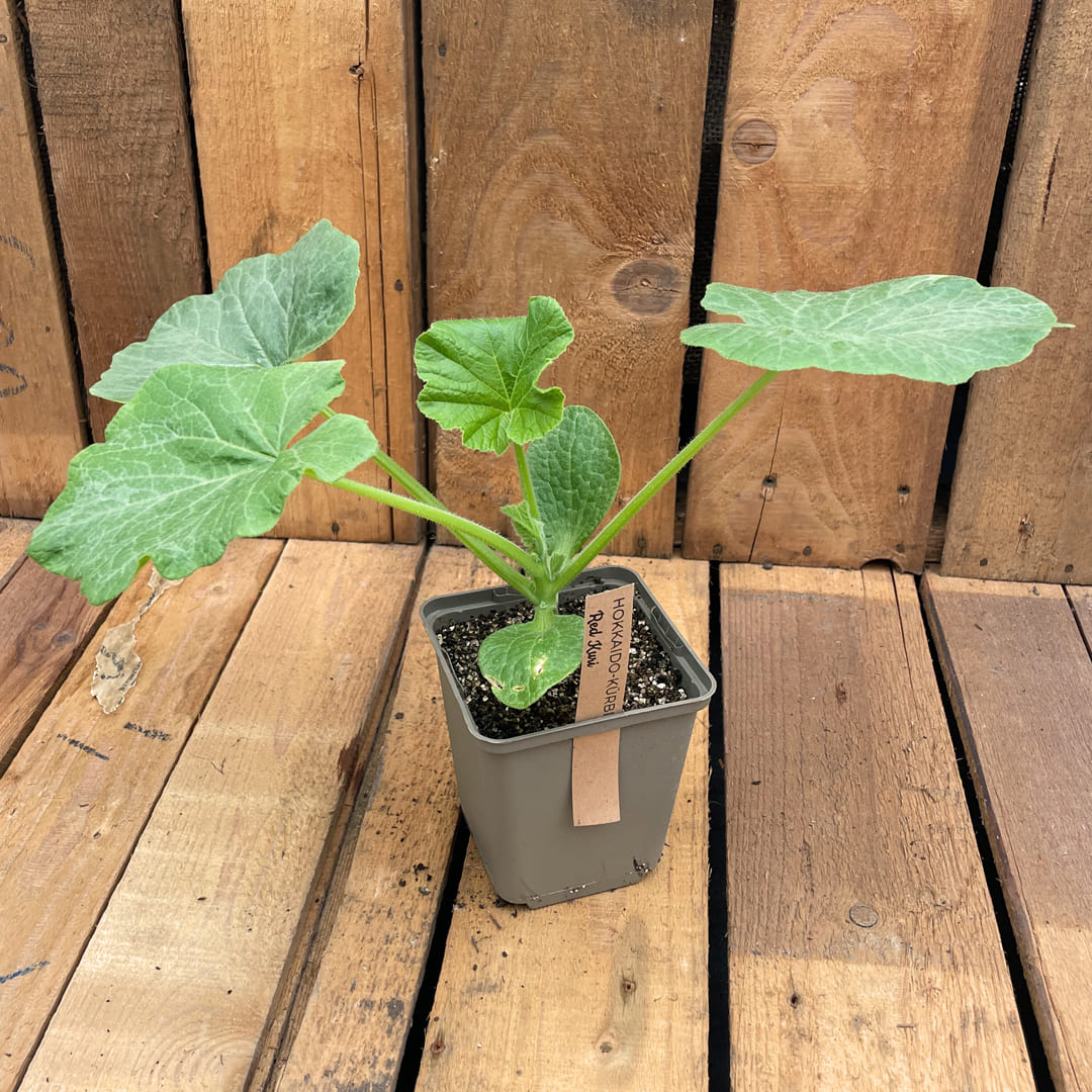 Bio-Kürbisjungpflanze Hokkaido Red Kuri