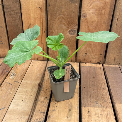 Bio-Kürbisjungpflanze Hokkaido Red Kuri