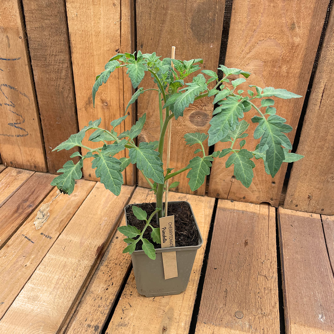 Bio-Tomatenjungpflanze Primabella
