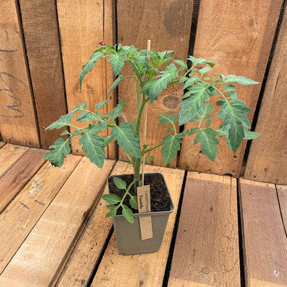 Bio-Tomatenjungpflanze Primabella
