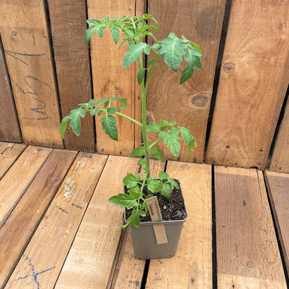 Bio-Tomatenjungpflanze Zuckertraube