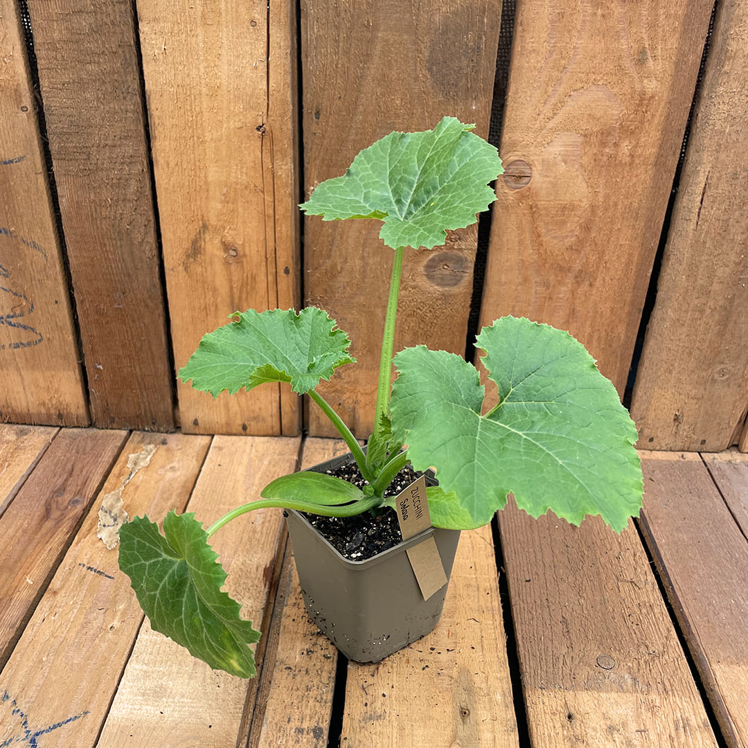 Bio-Zucchinijungpflanze Solara