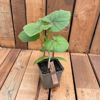 Bio-Kürbispflanze Filamento