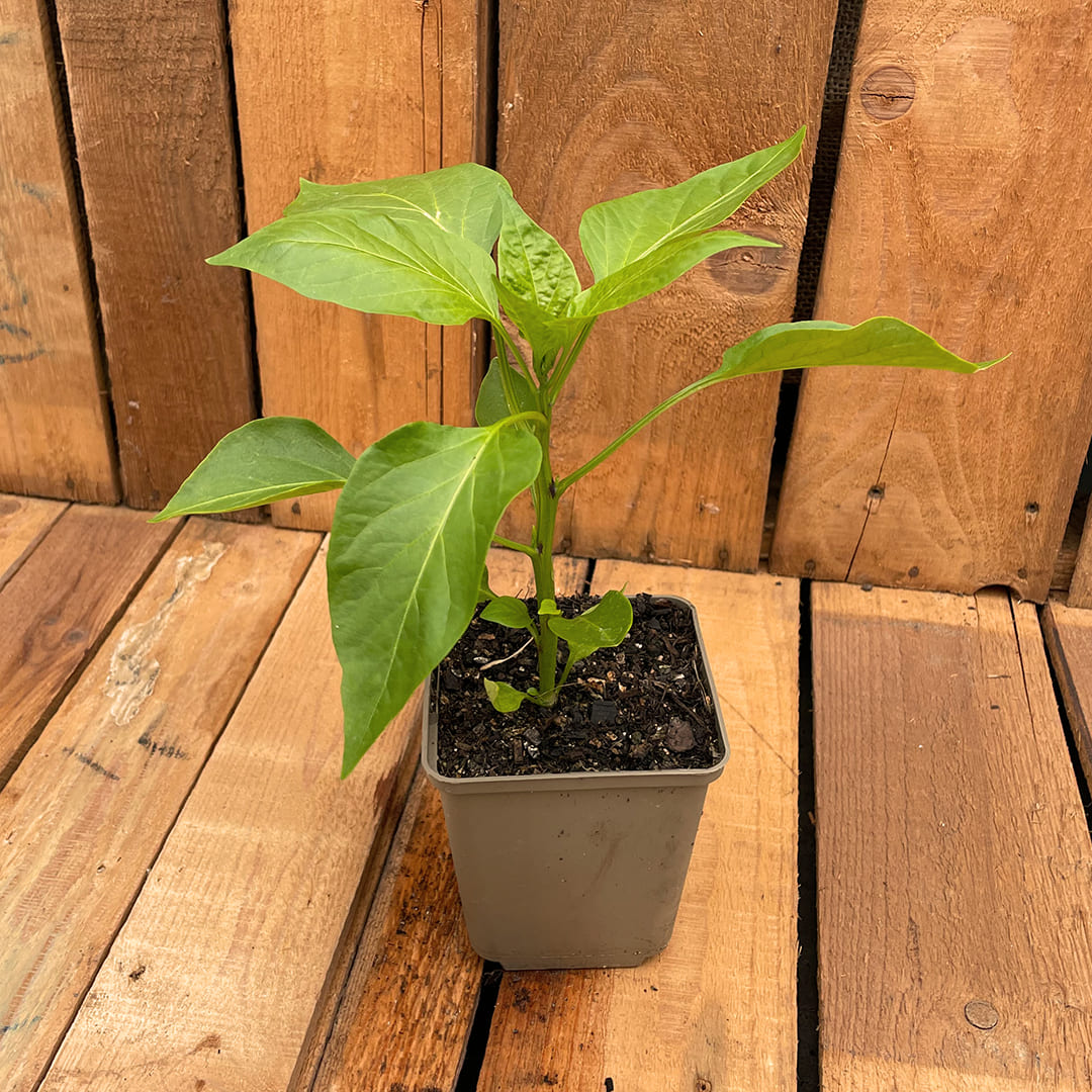 Bio-Paprikapflanze im 9er Topf