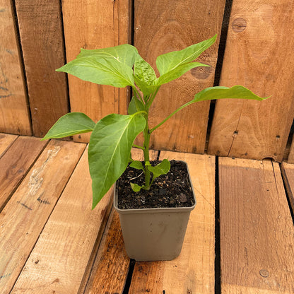 Bio-Paprikapflanze im 9er Topf