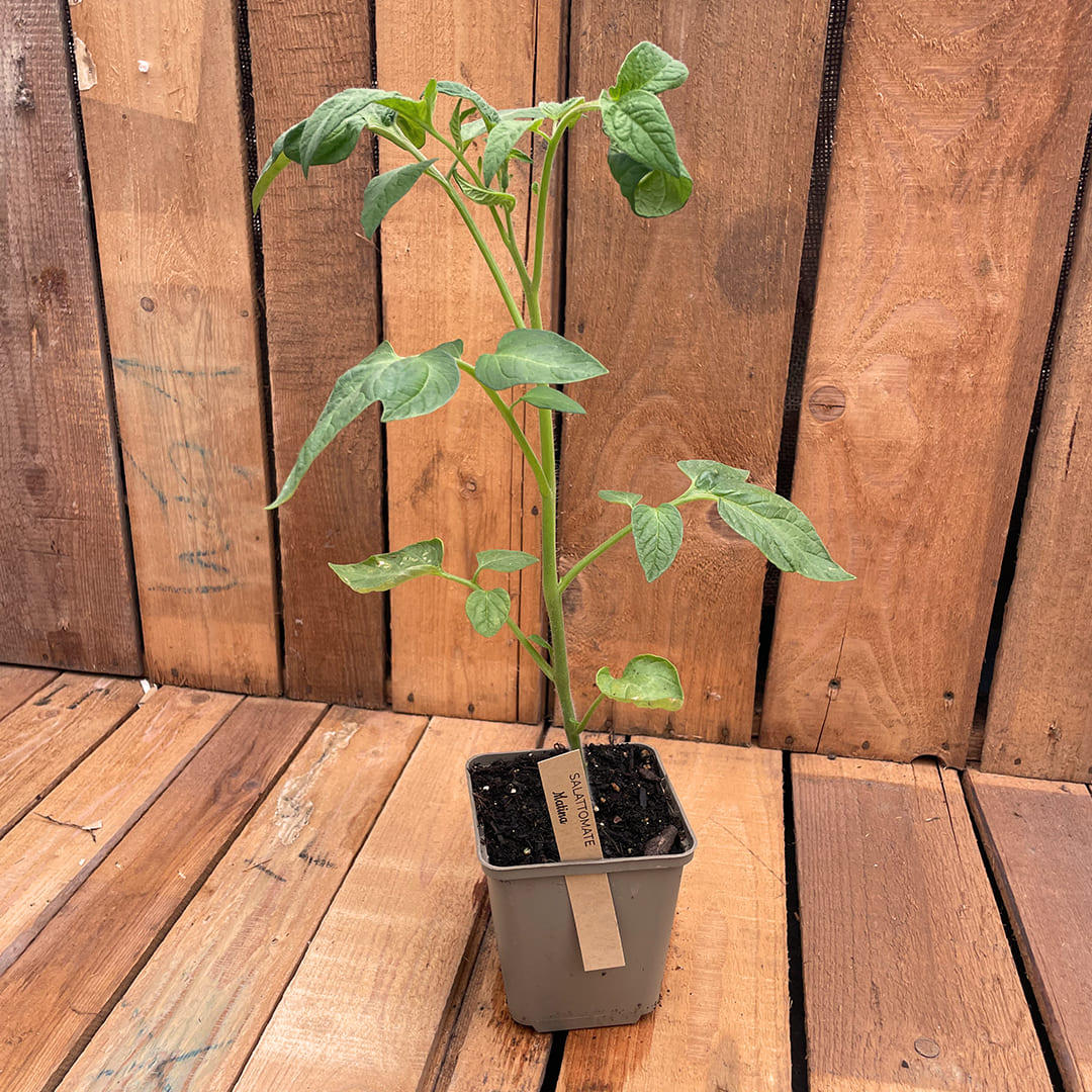 Bio-Tomatenjungpflanze Matina