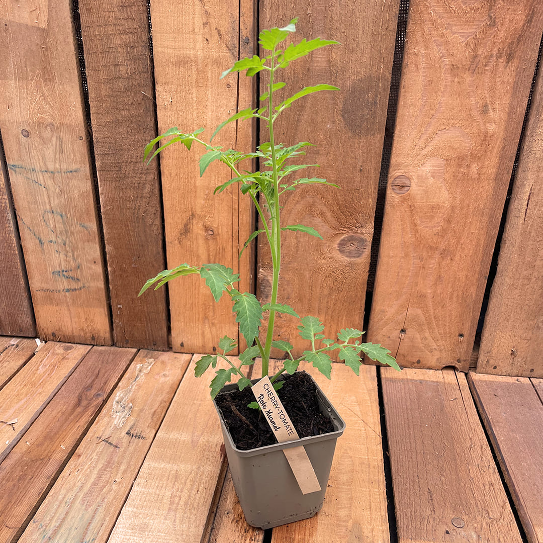 Bio-Tomatenjungpflanze Rote Murmel