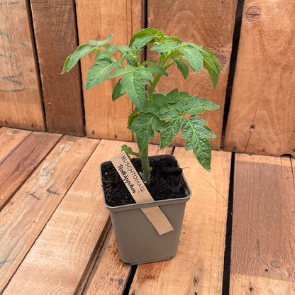 Bio-Buschtomatenpflanze Rotkäppchen