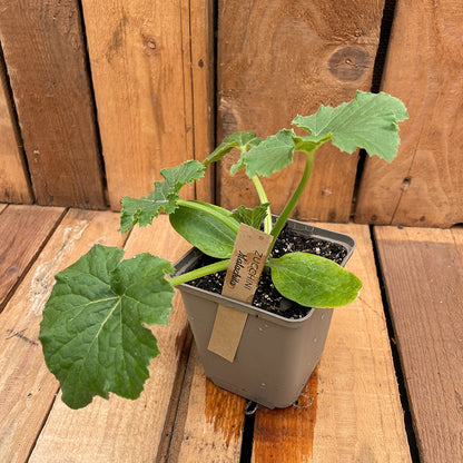 Bio-Zucchinipflanze Malachita
