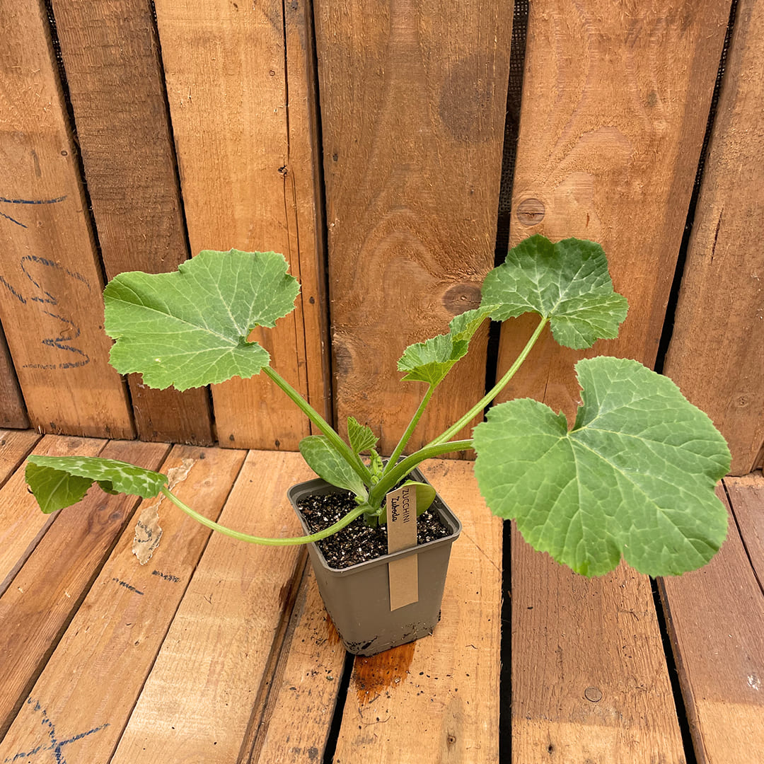 Bio-Zucchinipflanze Zuboda
