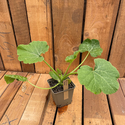 Bio-Zucchinipflanze Zuboda