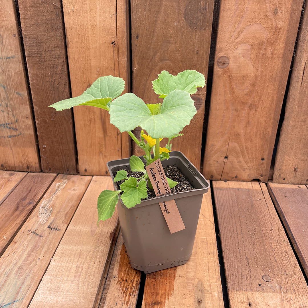 Bio-Zuckermelonenpflanze 
